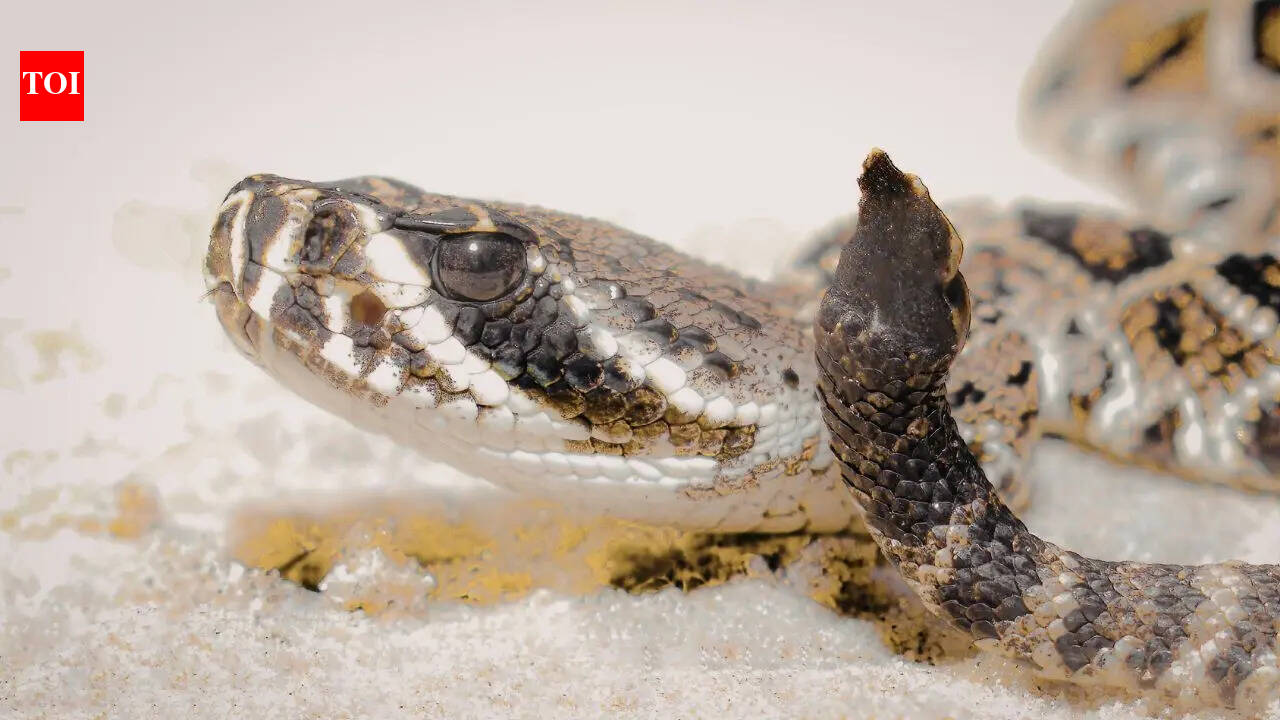 किंग कोब्रा, अजगर आणि इतर विषारी सापांना त्यांची वैज्ञानिक नावे कशी मिळतात: छुपे नामकरण नियमांमागील धक्कादायक प्रक्रिया |